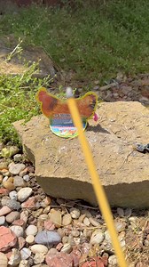 Chicken lays an egg ……. #fireworks #chickenwings | Jason the Great