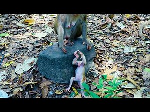 Poor Innocent Newborn Baby Levy Routine | 5 days Old Of Baby Monkey Levy With Momma Libby