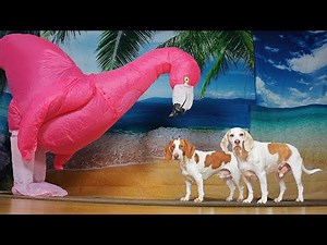 Dog vs Giant Flamingo Prank: Funny Dogs Maymo & Potpie