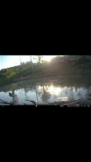 Cow Elk with Young Calf | Utah Trail Camera Footage