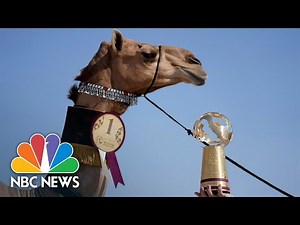 Beautiful Nazaa'a Takes Home Trophy In Qatar’s Camel World Cup