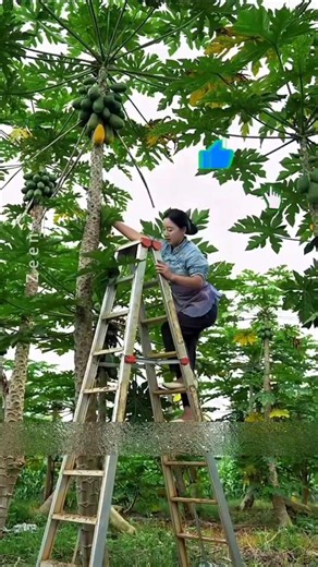 Why Chinese Farmers Cut Down Healthy Papaya Trees | The Surprising Reason Explained