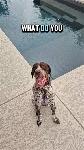 what do you German Shorthaired Pointer GSP Panzer... 🤔😆🐶 #shorts #ytshorts #viral #trending