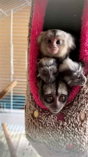 Baby Monkey #baby #pet #monkey #animals | Entertainment