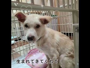 野犬の子犬の保護
