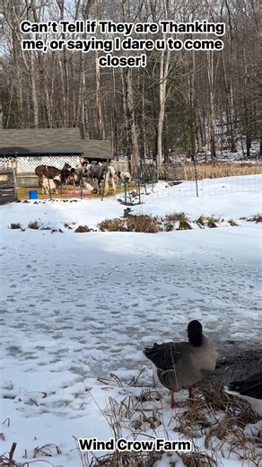 Are they thanking me for cracking the ice or warning me to get lost? | Windy crow farm