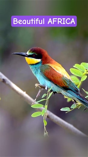 Beautiful Wildlife of Africa |Animals and Nature 4K