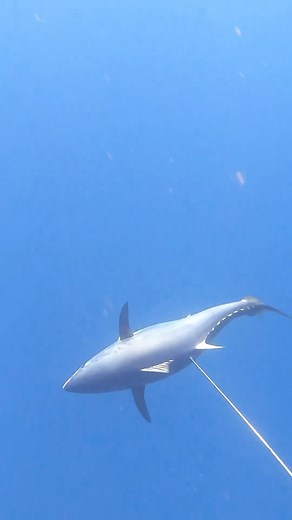 38K views · 901 reactions | tuna goes off  @inncsngl #spearfishing_reviews | Spearfishing Reviews | Facebook