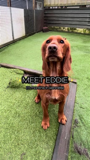 Meet Eddie: Your Future Furry Companion