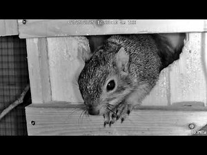 Squirrel Takes A Giant Midnight Poop