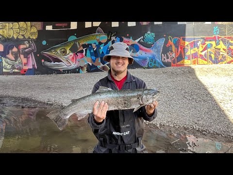 Steelhead Fishing 🎣 at the Credit River #credit #steelheadfishing #salmonfishing #fish #troutfishing