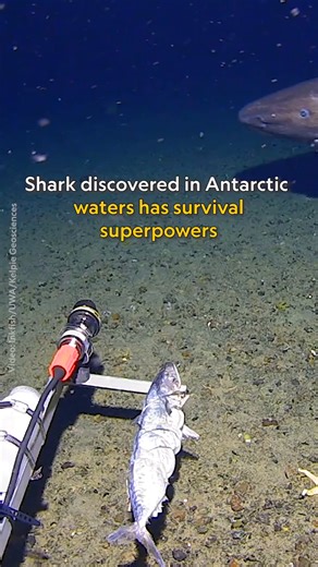 Sharks can be found off the coast of every continent on earth, except for Antarctica—or so we thought. In January 2025, scientists with the Minderoo-UWA Deep-Sea Research Centre captured footage of a massive sleeper shark cruising near the South Shetland Islands, in frigid waters long thought to be too cold for shark survival. Sleeper sharks are extremely elusive and rarely seen by scientists, making this unexpected appearance even more intriguing. Learn more about sleeper sharks and the superpo