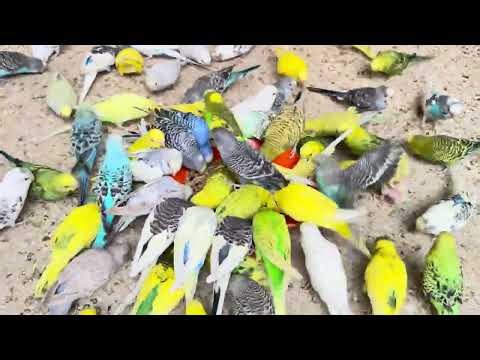 “If You’re Sad, Watch This Budgie“My Budgie Did This and I Melted”🦜😬🦜😬