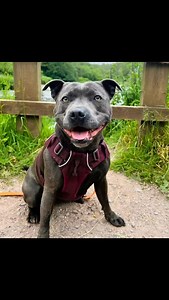 105 reactions · 41 shares | Roo 2 Year Old Female Staffordshire...