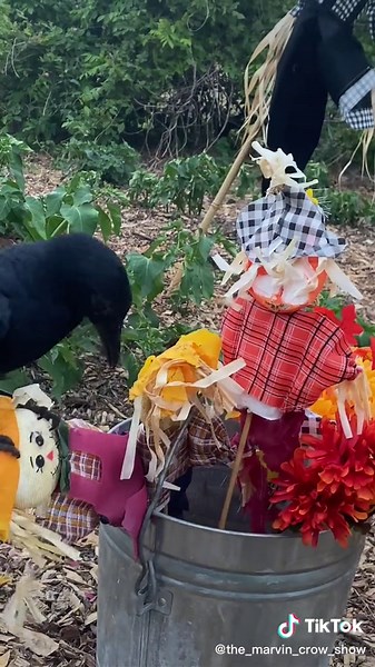 Funny Crow Reactions to Scarecrows
