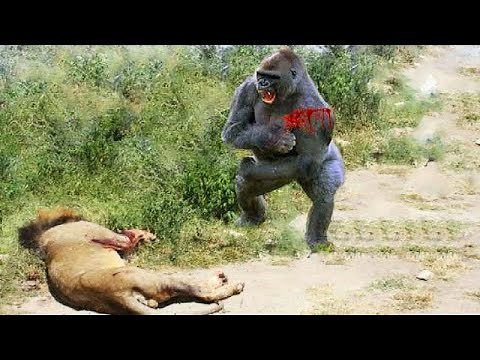 Most Amazing Moments Of Wild Animal 2022 - Wild Discovery Animals p3