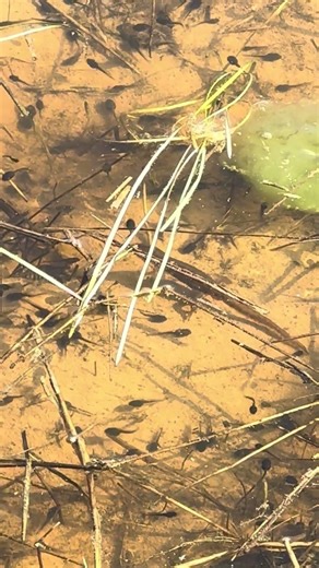 An eastern newt explores the pool@Talesfrom1025-m3q