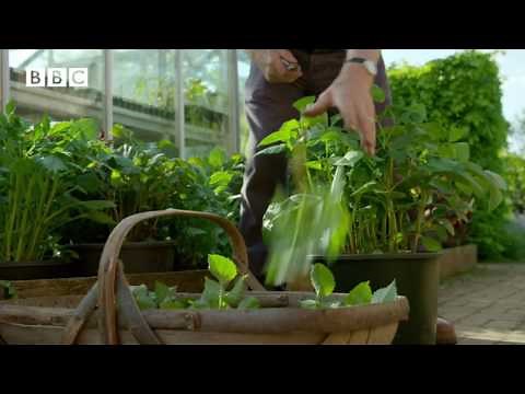 Greenhouse Gardening Tips Supporting Peas And Beans