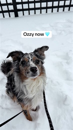 Ozzy the Australian Shepherd: Growing Up Each Day 🩵