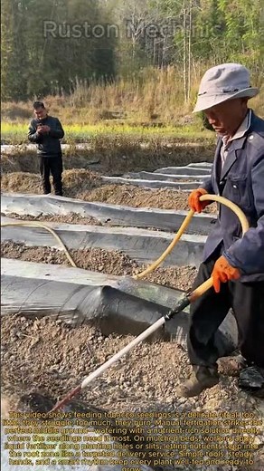 Manual Fertigation Technique for Tobacco Seedlings: Applying Liquid Starter Fertilizer.