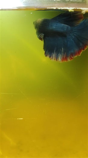 betta fish feeding blood warm