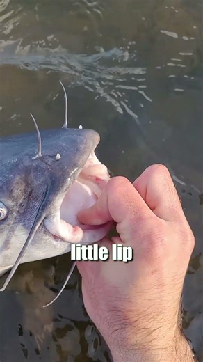 River Fishing Tips: How To Hold A Blue Catfish Bare Handed: FATKAT Best Catfishing Rigs