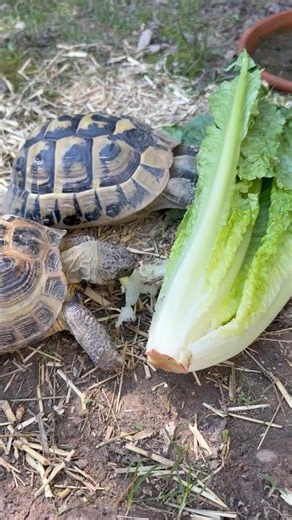 How my turtles survive a HEAT WAVE? 🔥