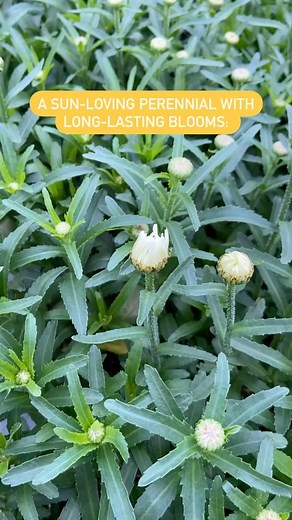 3K views · 35 reactions | Shasta Daisy!  These superstar perennials...