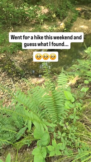 26 reactions | Who is ready and who is dreading it? #explorekentuckylake #hikingadventures #lbl #landbetweenthelakes #Kentuckylake #lakebarkley | Explore Kentucky Lake | Facebook