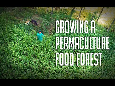 Aanandaa Farms: How we converted degraded land into a beautiful food forest using permaculture