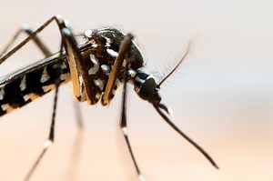 Atlanta tops the list for most mosquito-y city (for the fourth year straight)