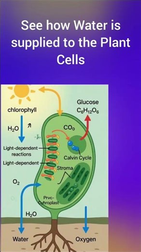 Photosynthesis in Animated Video Format ! The Real Definition of Photosynthesis, Visualise it Now.