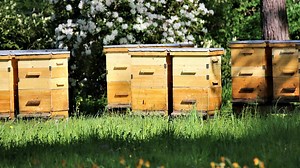 Free beehives? Yes, please. Virginia opens application window for Beehive Distribution Program