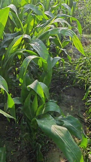 mini jbl speaker jumping testing #shorts