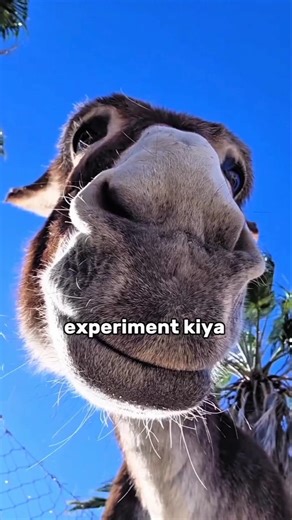 Insane Animal Facts That Sound Like Mutations