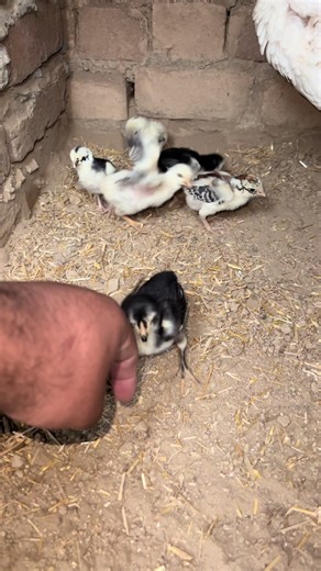 Discover King Shamo: A Rising Star in Music