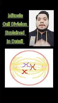 Mitosis: cell division explained