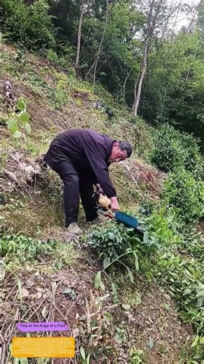 How a Hedge Trimmer Shapes Tea Bushes on a Mountain Terrace