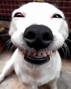 嘿嘿~我人見人愛 連小動物都愛我! | 寵寵微積