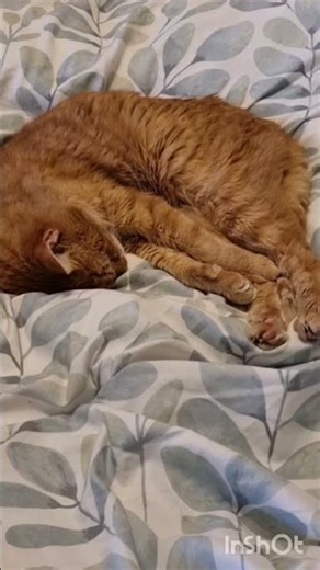 have you ever woken up after 10hrs sleep to go back to sleep 20 minutes later to do this!!!!