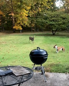 Friendly fawns enjoy chasing their newest friend around a wooded yard 🦌😄 | Furry Tails