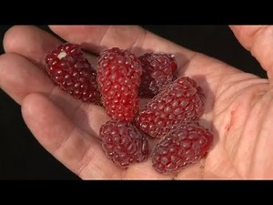 All About Berries | Strawberries, Raspberries, Blackberries, Huckleberries | Andrew Weil , M.D.