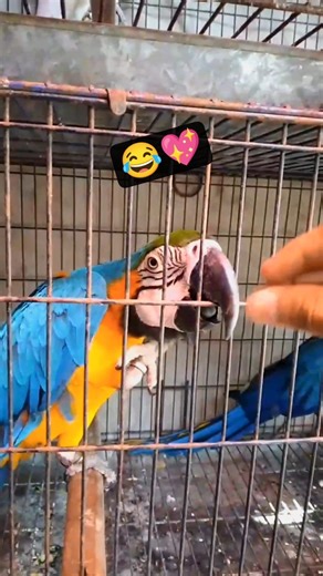 Colorful and white macaw parrots. #shorts #macawparrots #parrots