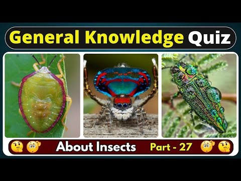 10 Mind Blowing Insect Facts Quiz 🧠 (Part 27) | Test Your Bug IQ