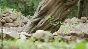 Tall Tree from bottom to top. tree with large branches growing in dense forest. The beautiful landscape footage of a large tree at early morning light,