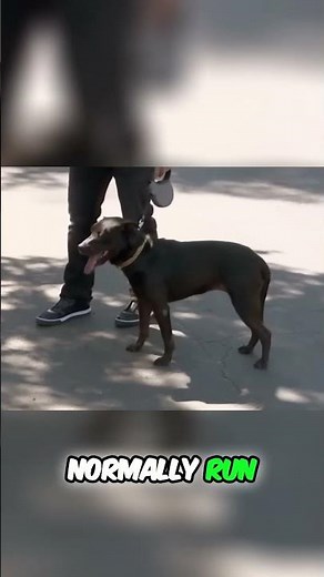 Dog Overcomes Fear: Air Compressor Challenge! #shorts