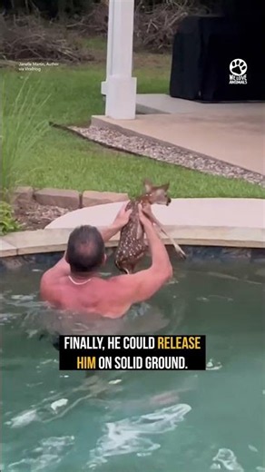 Man Jumps Into Pool to Rescue Baby Fawn 💕