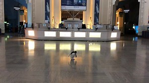 133K views · 8.7K reactions | Today is Shedd Aquarium's 90th...