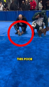 This Bulldog Is World Champion 🏅 | Curious Facts