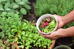 Virtual gardening classroom connects experts to growing audience